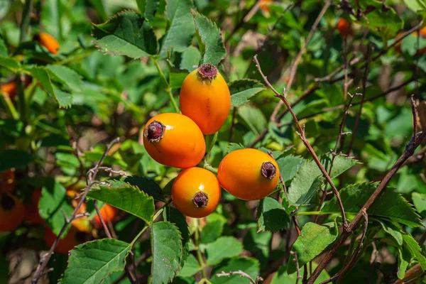 Autumn or summer nature background with rose hips in sunset light. The rosehip is the companion fruit of the rose plant.