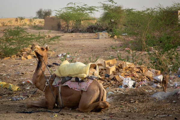 Camelo Índia Frente Uma Lixeira Rajastão — Fotografia de Stock