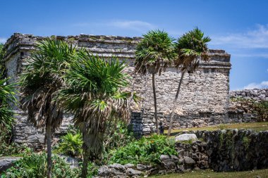 Antik Tulum, Tulum Meksika 'daki tropikal doğal orman palmiyesi ve deniz manzarasında tapınak kalıntıları ve eserlerle Maya bölgesini harabeye çeviriyor..