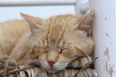 Kırmızı kedi uyur