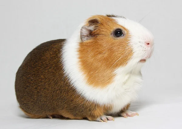 Guinea Pig — Stock Photo, Image