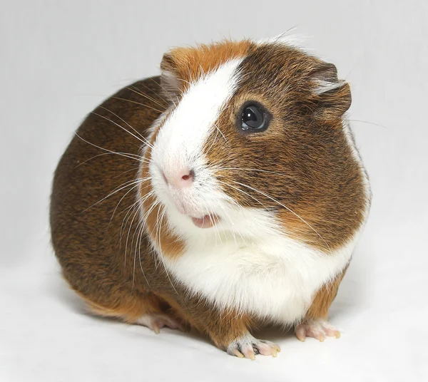 Guinea Pig — Stock Photo, Image