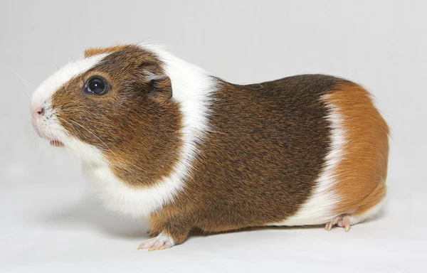 Gris från Guinea — Stockfoto