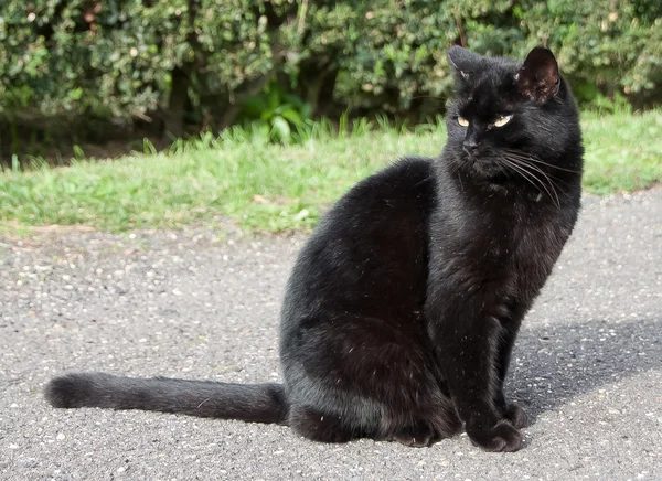 Black Cat — Stock Photo, Image