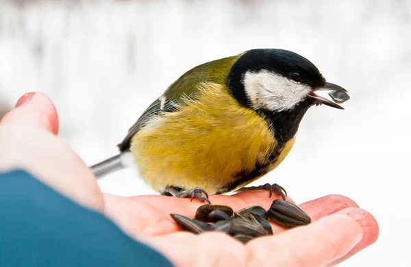 Great Tit at a hand — Stock Photo, Image