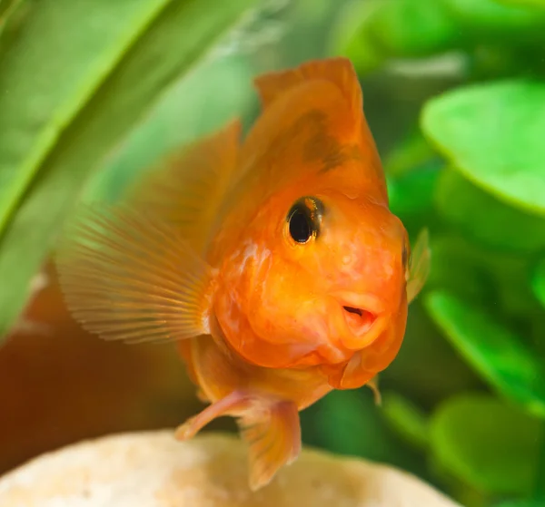 Happy smile of aquarium fish parrot — Stock Photo, Image