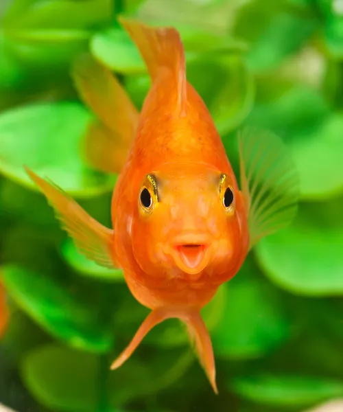 Sorriso feliz de papagaio de peixe de aquário — Fotografia de Stock