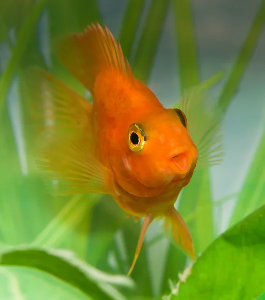 Happy smile of aquarium fish parrot — Stock Photo, Image