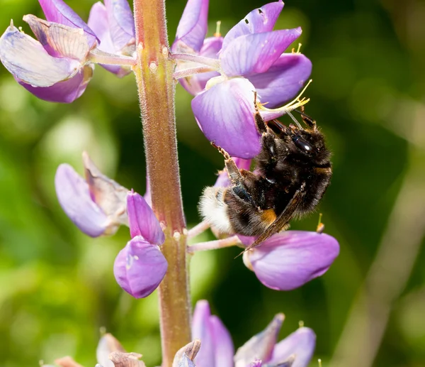 Bumblebee on the flower — Stock Photo, Image