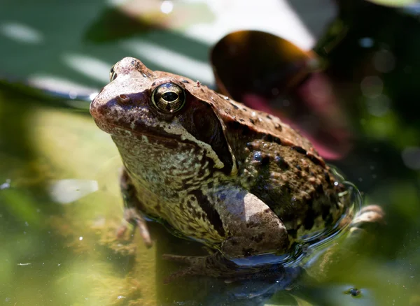 Groda i vattnet — Stockfoto