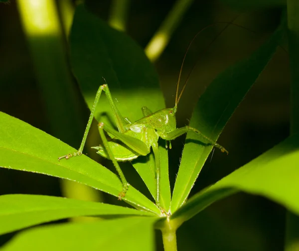 Green Grasshopper on leaf — Stock Photo, Image