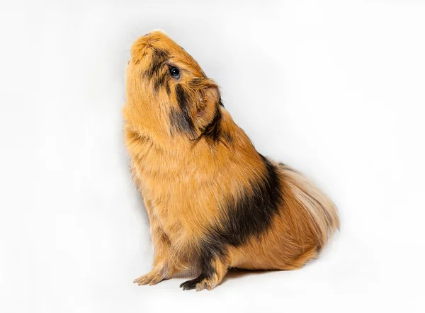 Gris från Guinea — Stockfoto