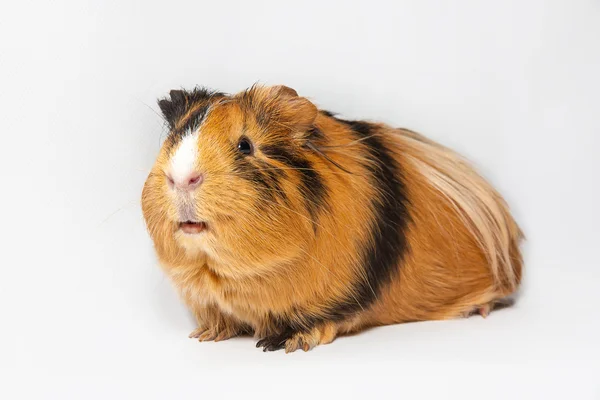 Meerschweinchen — Stockfoto