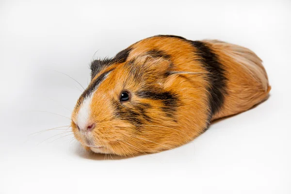 Guinea Pig — Stock Photo, Image