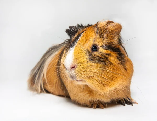 Gris från Guinea — Stockfoto