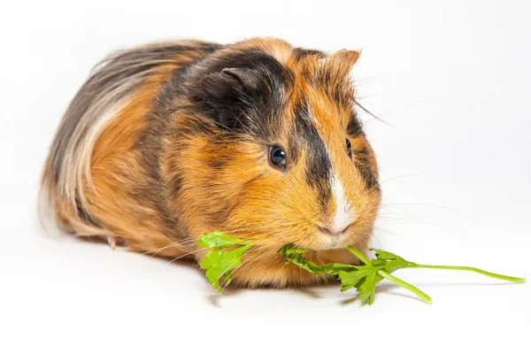 Guinea Pig — Stock Photo, Image