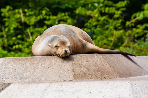 Fur Seal — Stock Photo, Image