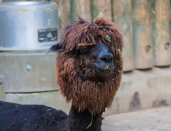 Llama — Stock Photo, Image