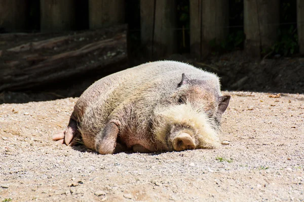 Африканская дикая свинья спит в зоопарке — стоковое фото