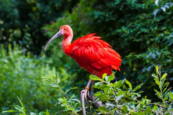 Ibis szkarłatny — Zdjęcie stockowe