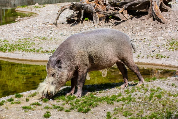Африканская свинья в зоопарке — стоковое фото