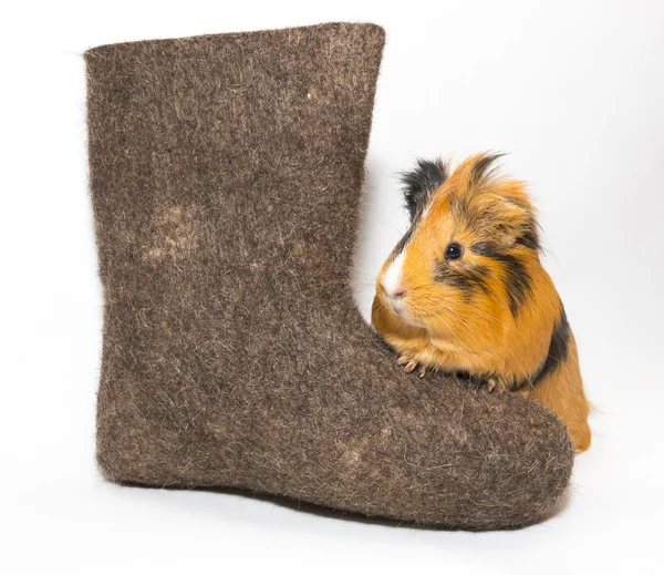 Guinea pig and Russian boots — Stock Photo, Image