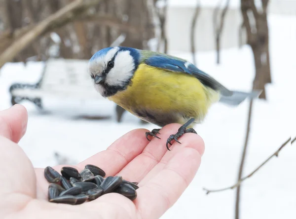 Blue Tit (Cyanistes caeruleus) — Stock Photo, Image