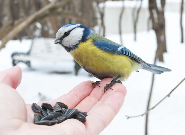 Blue Tit (Cyanistes caeruleus) — Stock Photo, Image