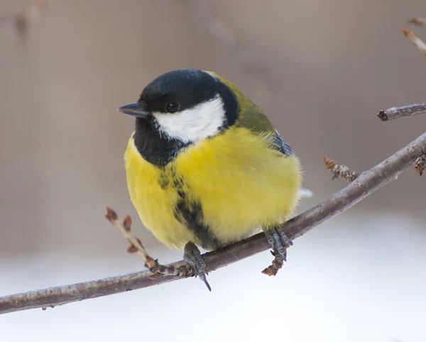 Great Tit (Parus major) — Stock Photo, Image