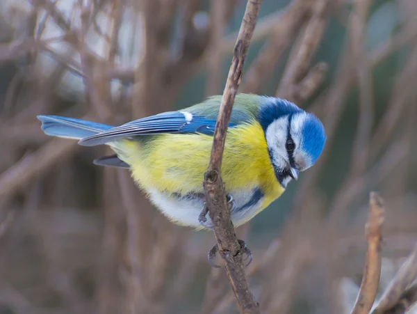 Blue Tit (Cyanistes caeruleus) — Stock Photo, Image