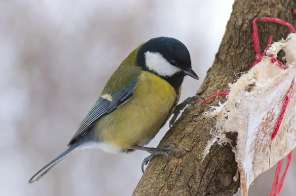 Great Tit (Parus major) — Stock Photo, Image