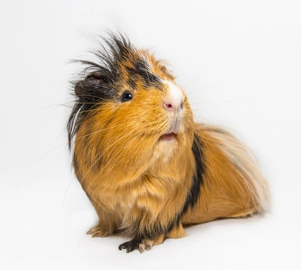 Gris från Guinea — Stockfoto