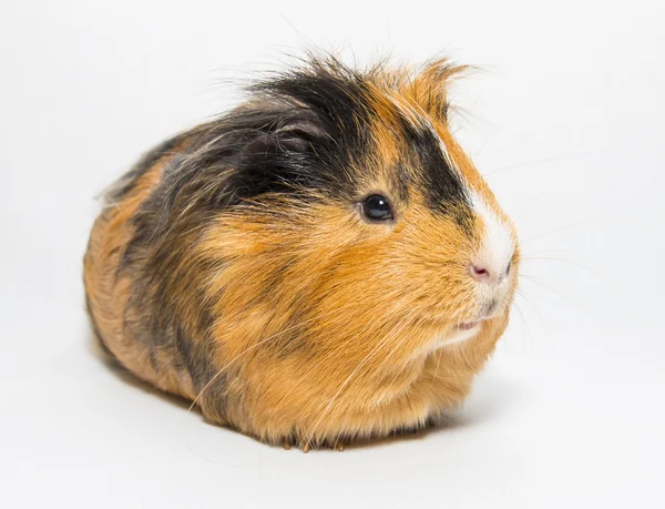 Gris från Guinea — Stockfoto