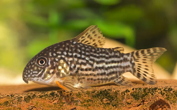 鱼 corydoras sterbai — 图库照片