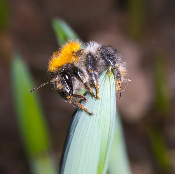 Bumblebee — Stock Photo, Image