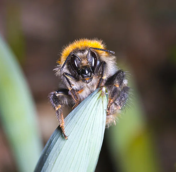 Bumblebee — Stock Photo, Image