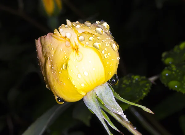 Regen op de gele roos — Stockfoto
