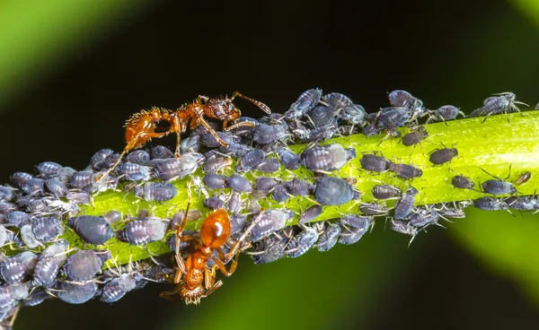 Formigas e pulgões — Fotografia de Stock