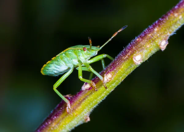 Heteroptera — стокове фото