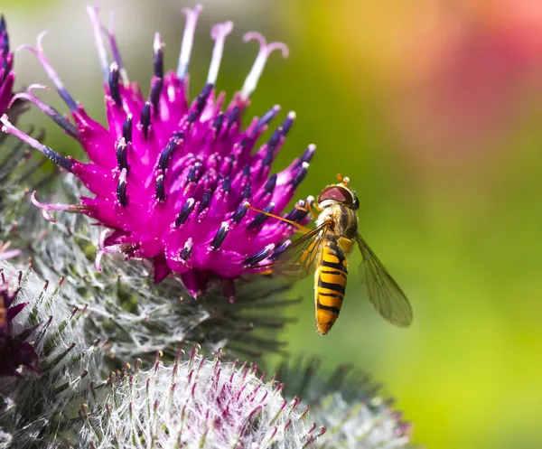 Bombyliidae Bee — Stock Photo, Image