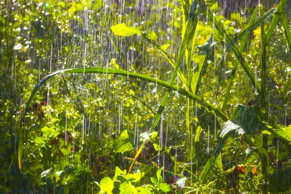 Deszcz w ogrodzie — Zdjęcie stockowe