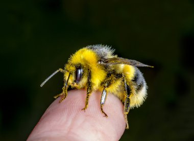 Bumblebee  clipart