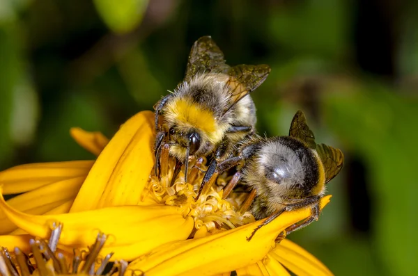 Two bumblebee — Stock Photo, Image