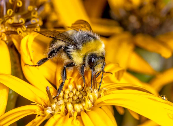 Bumblebee — Stock Photo, Image