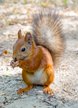 Avrasya Kızıl sincap