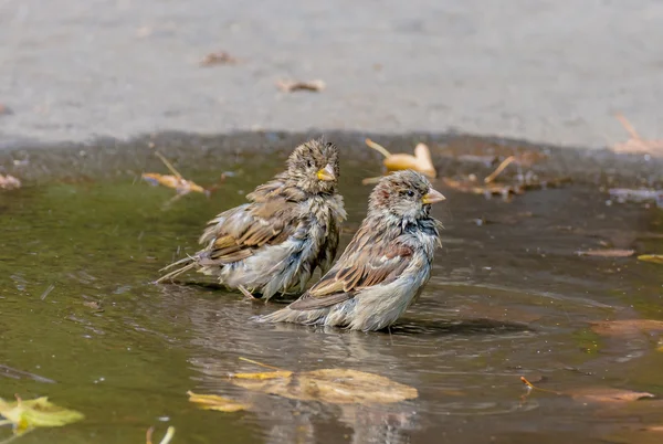 Wet sparrow — Stock Photo, Image