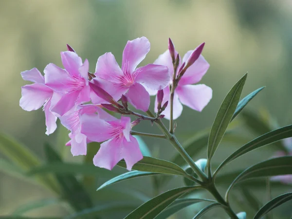 Flores violetas — Fotografia de Stock