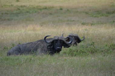 elementy motywu anioła