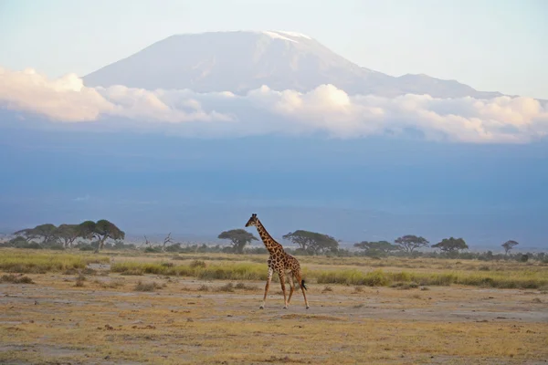 Килиманджаро и жираф Стоковое Фото