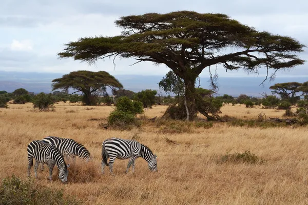 Zebras und Akazien lizenzfreie Stockfotos